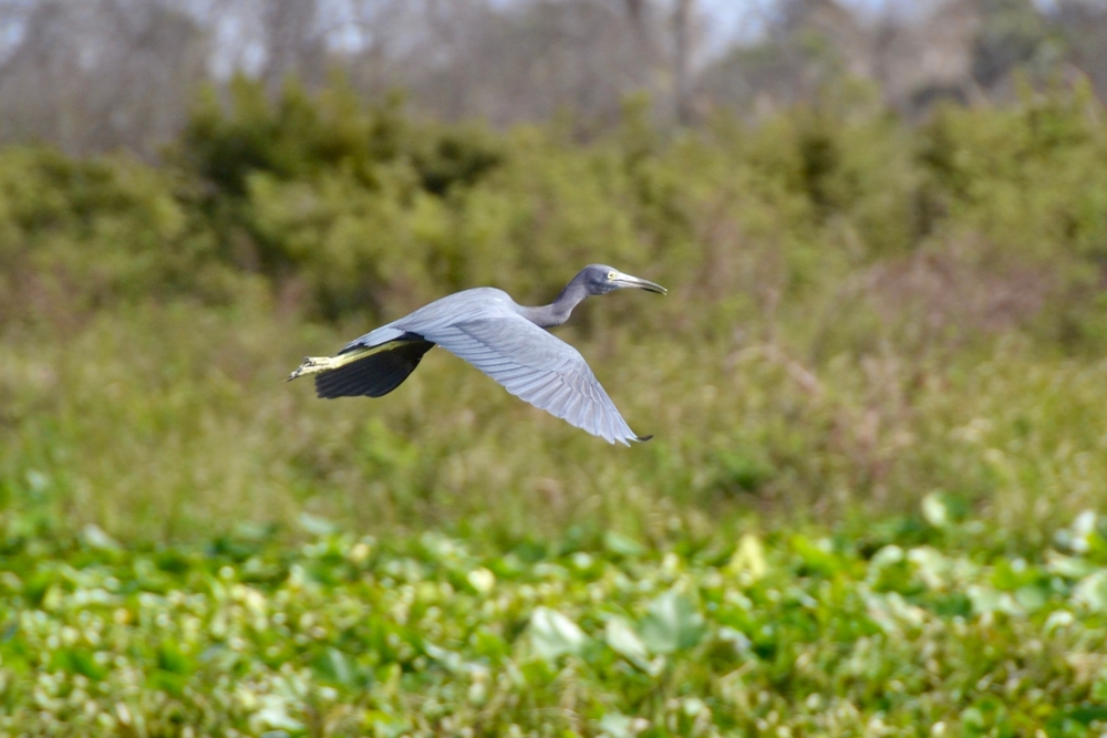 Birdlife - Infraestructura verde segura para aves – Ruta migratoria