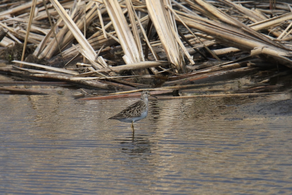 Birdlife - Infraestructura verde segura para aves – Ruta migratoria