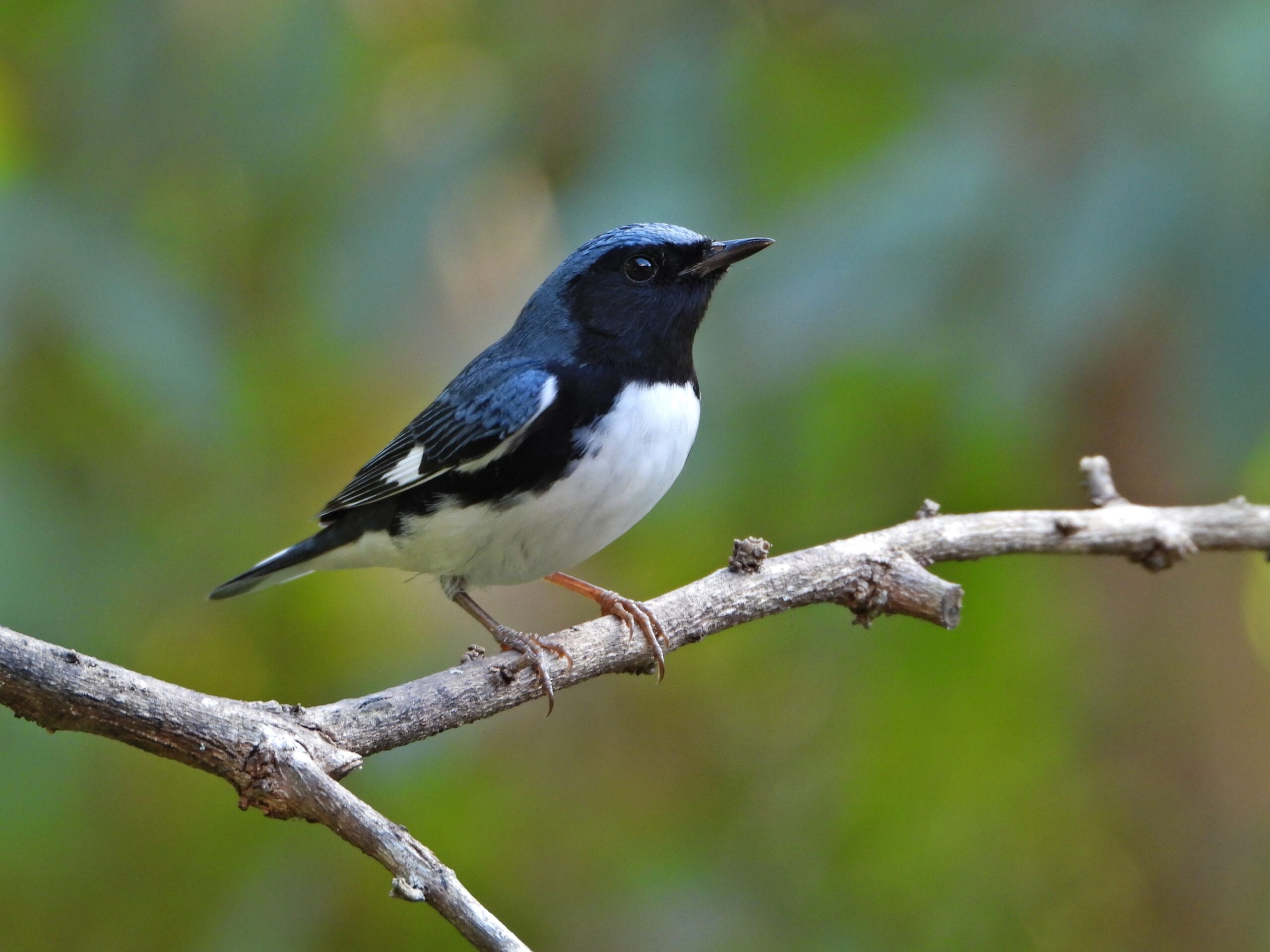 Birdlife - Infraestructura verde segura para aves – Ruta migratoria