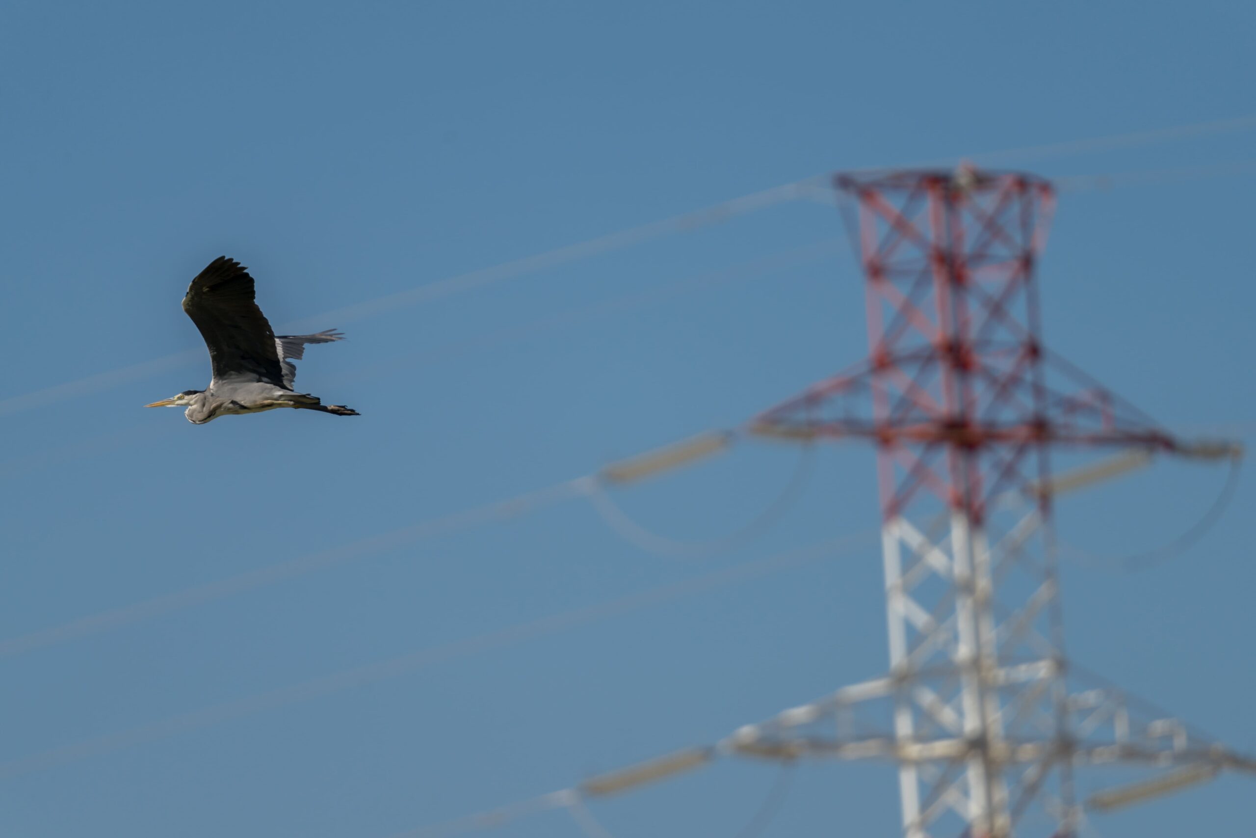 Birdlife - Infraestructura verde segura para aves – Ruta migratoria