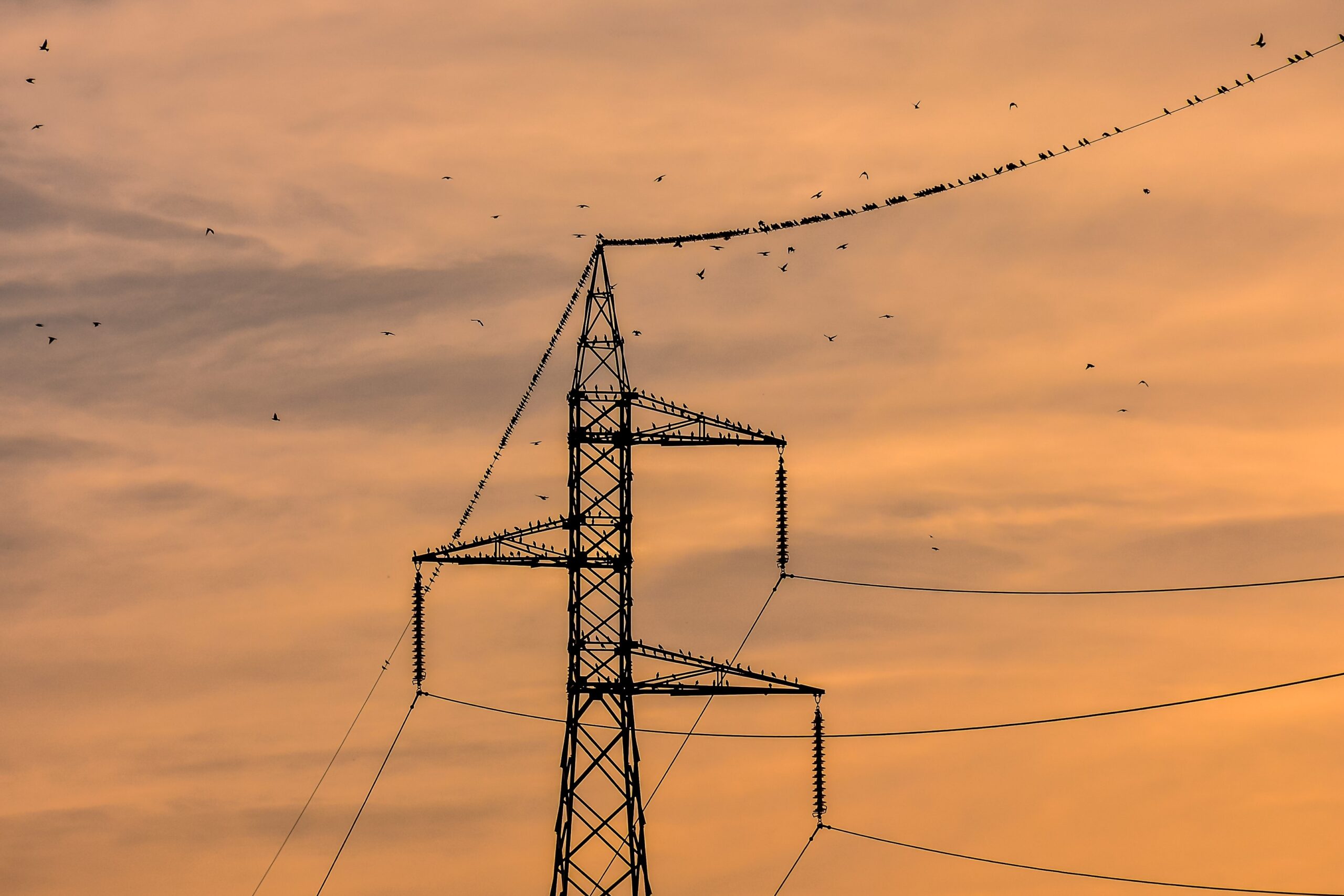 Birdlife - Infraestructura verde segura para aves – Ruta migratoria