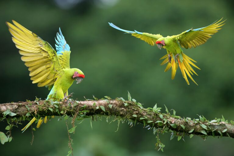 Birdlife - Infraestructura verde segura para aves – Ruta migratoria