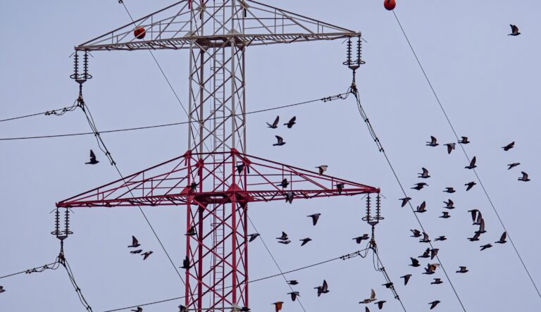 Birdlife - Infraestructura verde segura para aves – Ruta migratoria
