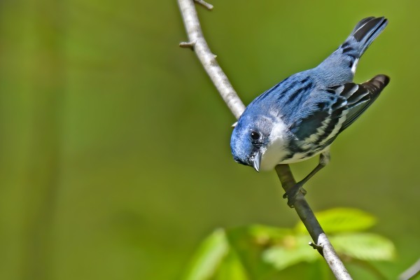 Cerulean Warbler (Setophaga cerulea)