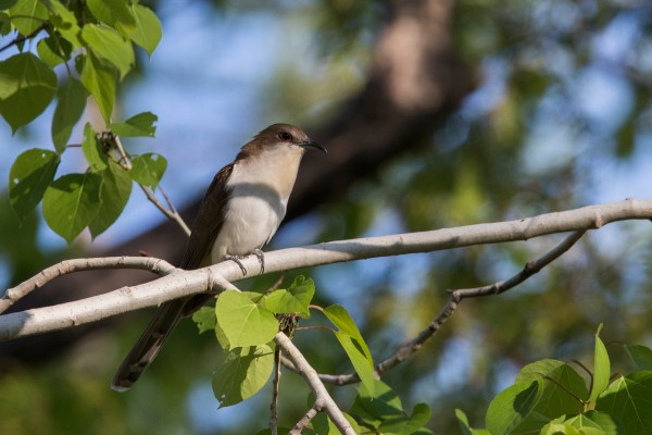 Cuclillo piquinegro (coccyzus erythropthalmus)