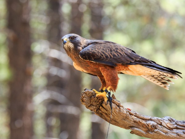 Gavilán de Swainson (Buteo swainsoni)