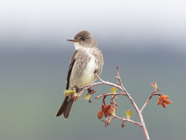Pibí boreal (Contopus cooperi)