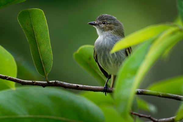 Pibí occidental (Contopus sordidulus)