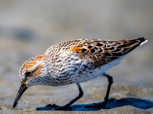 Playero Occidental (Calidris mauri)
