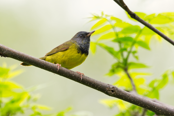 Reinita plañidera (Geothlypis philadelphia)
