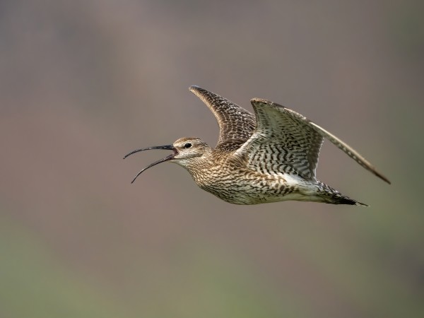 Zarapito Trinador (Numenius phaeopus)