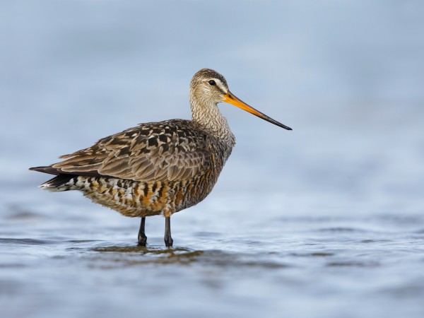 Zarapito de pico recto (Limosa haemastica)